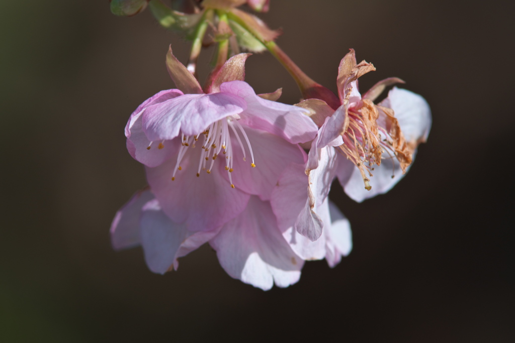 河津桜