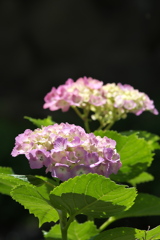 紫陽花（2）