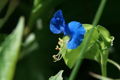 露草
