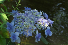 紫陽花ｰ1
