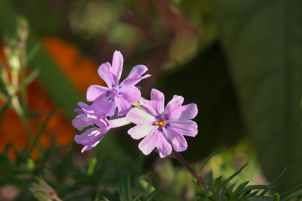 シバザクラ元気に狂い咲き