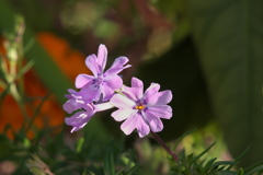 シバザクラ元気に狂い咲き