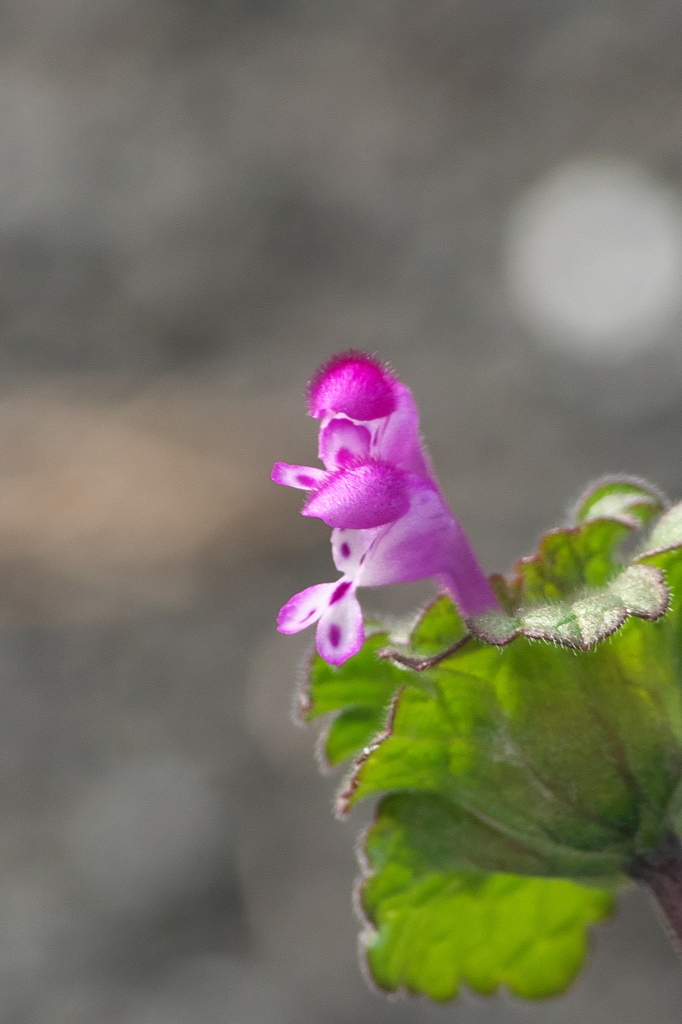 寒さを凌ぐホトケノザ