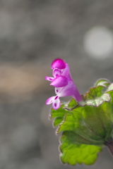 寒さを凌ぐホトケノザ