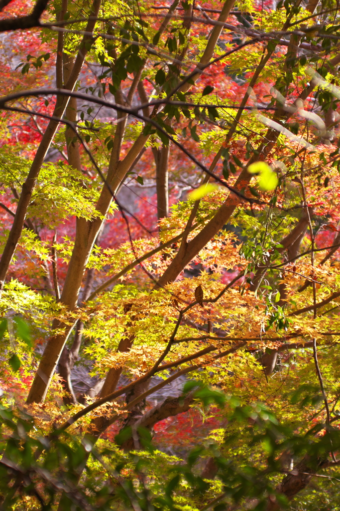 紅葉賑やかに