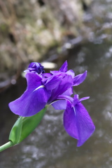 カキツバタ