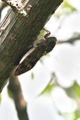 アブラゼミ　ひたすら鳴く
