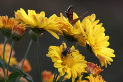 マーガレットと共に