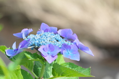 紫陽花（1）