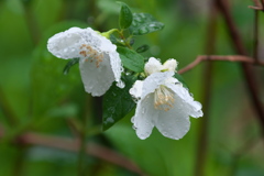 雨に濡れてバイカウツギ