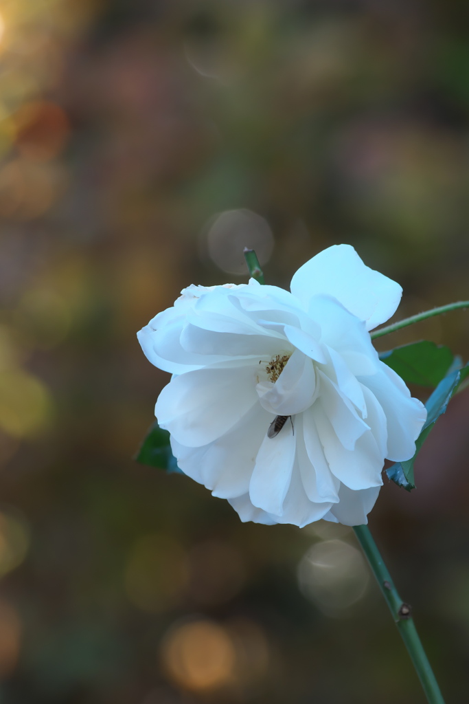 薔薇ｰ2