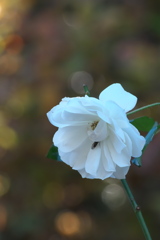 薔薇ｰ2