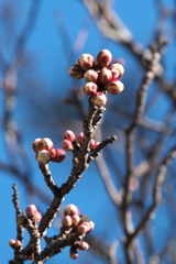 梅蕾