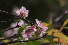 河津桜