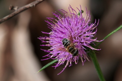 アザミにハナアブ アザミにハナアブ
