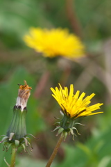 タンポポ タンポポ