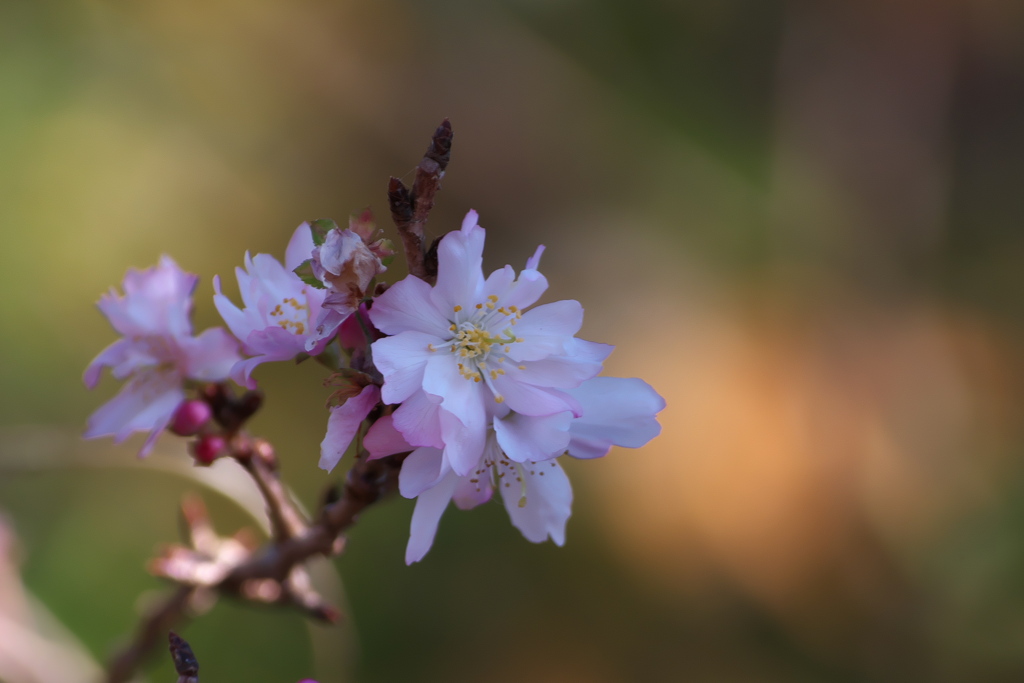 ジュウガツザクラ