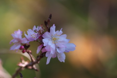 ジュウガツザクラ