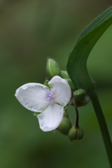 ムラサキツユクサ白花