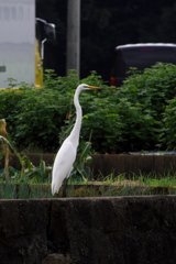 ダイサギ