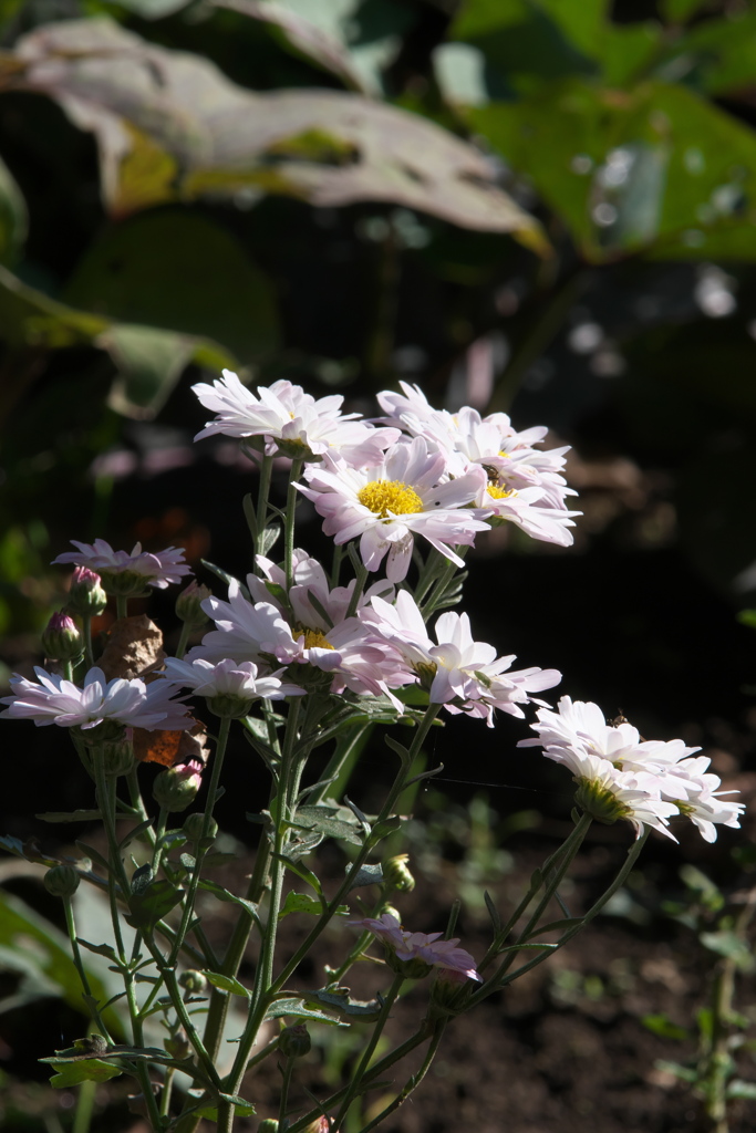 菊