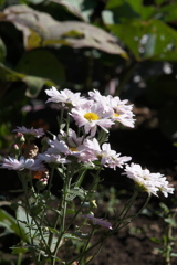菊