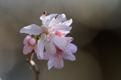 ジュウガツザクラ