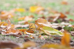公園の落ち葉