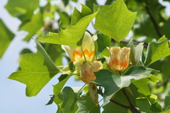ユリノキの花