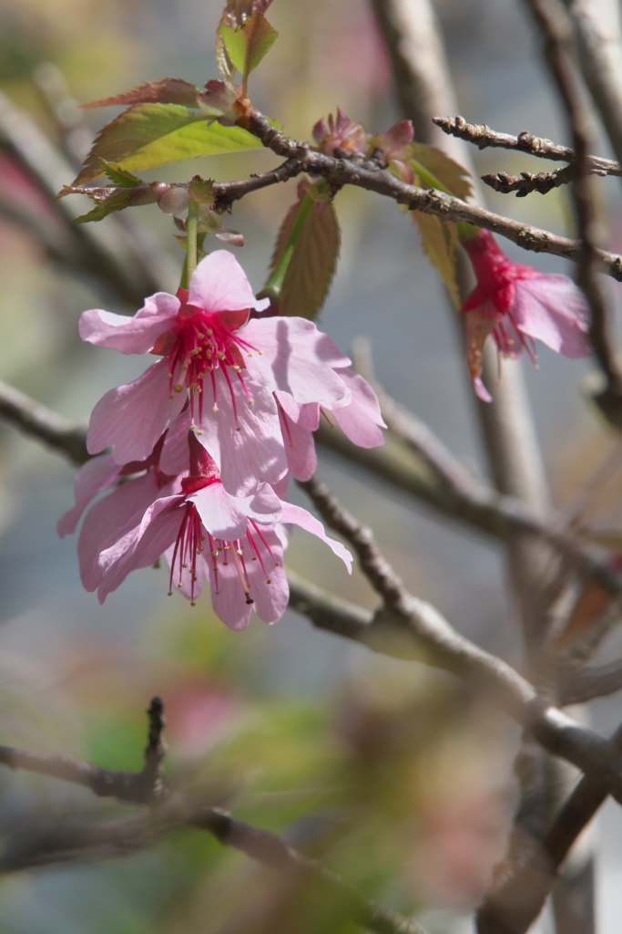 桜ｰ2
