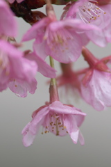 雨に項垂れて