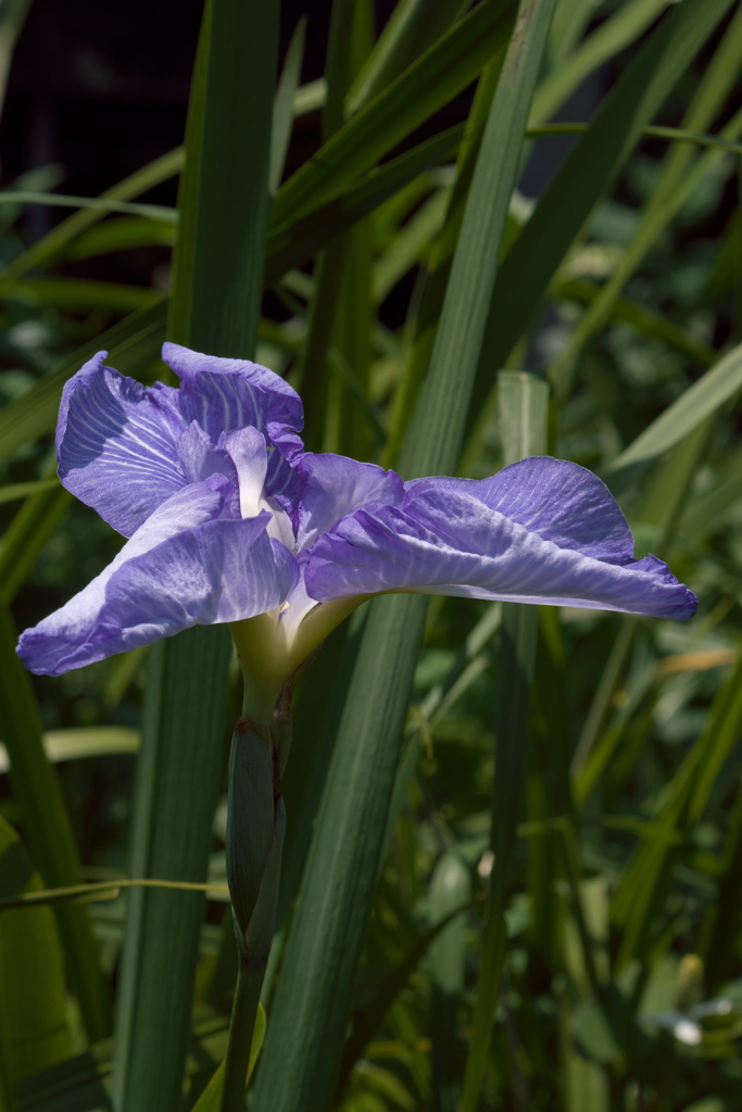 花菖蒲