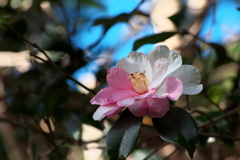 山茶花