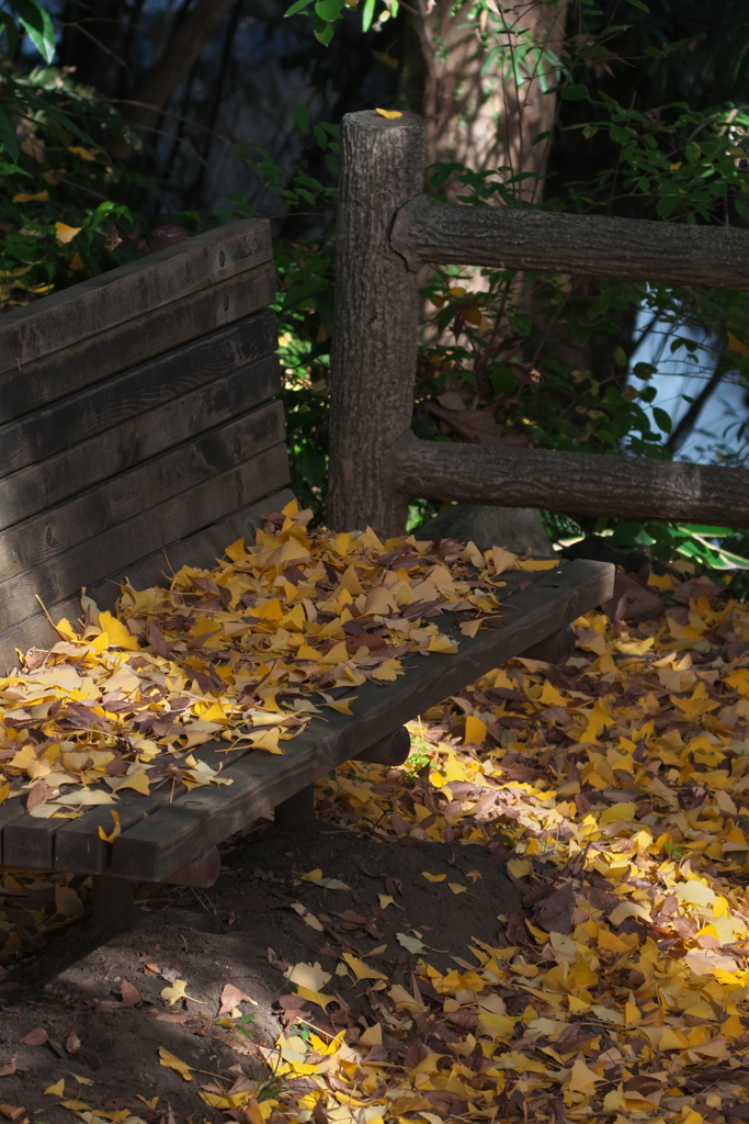 イチョウのベンチ