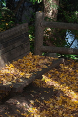 イチョウのベンチ