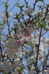サクラ(子福桜？)
