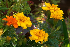 マリーゴールド