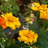 マリーゴールド