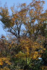 広葉樹の色付きはじめ