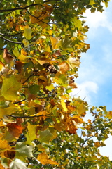 ユリノキの色付きはじめ