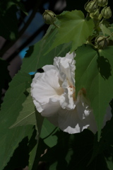 芙蓉