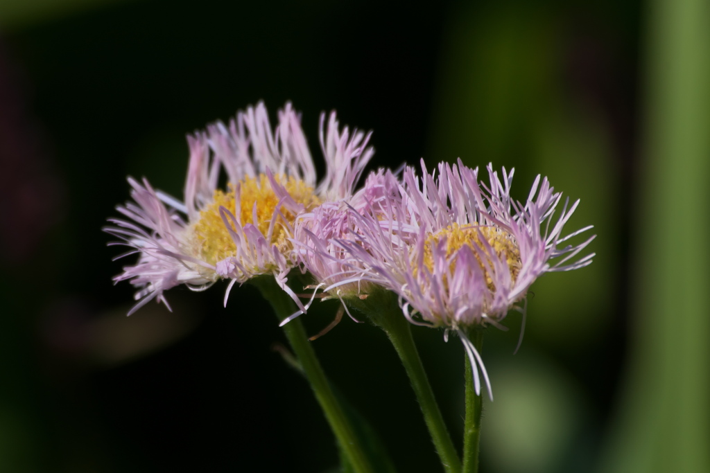 ハルジオン？狂い咲き？