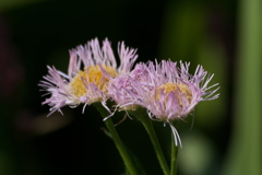 ハルジオン？狂い咲き？