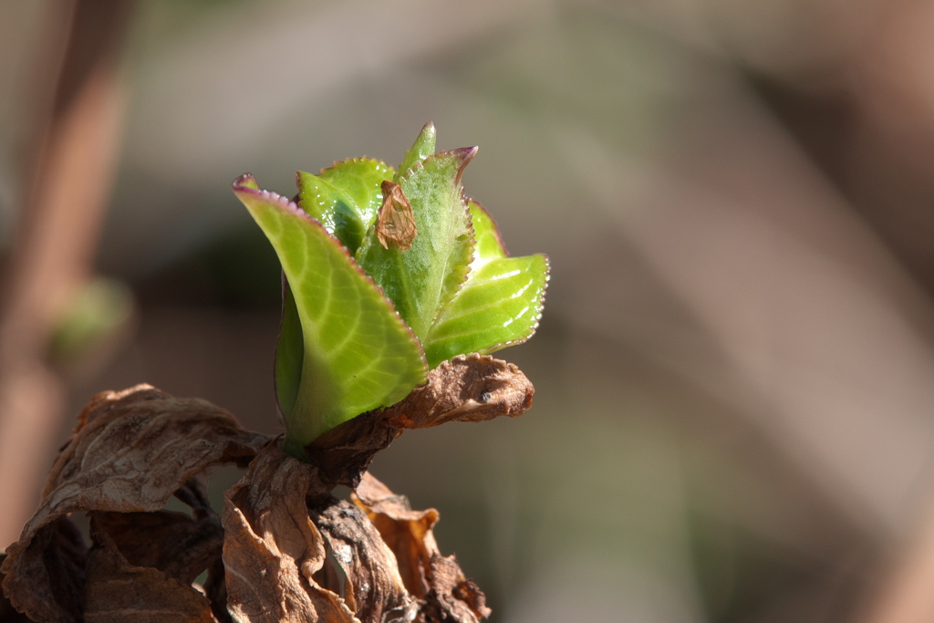 春の目覚め　紫陽花