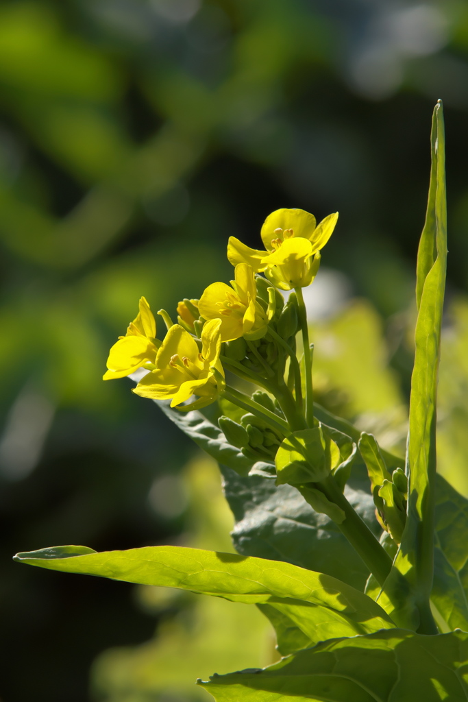 菜の花