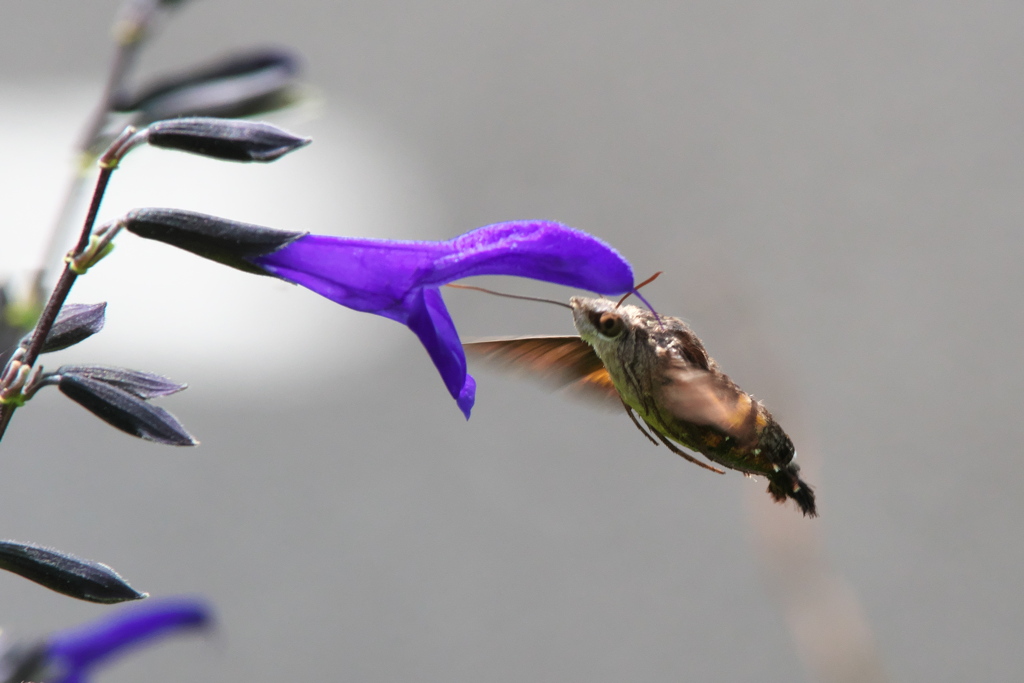 ホシホウジャク