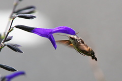 ホシホウジャク