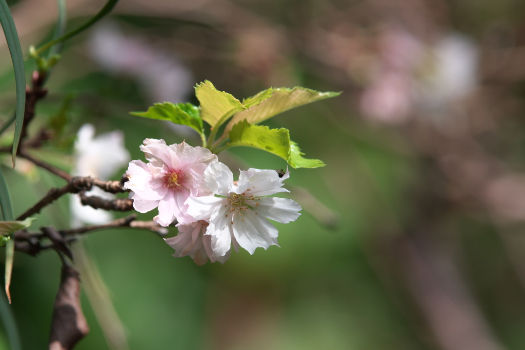 十月桜