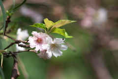 十月桜