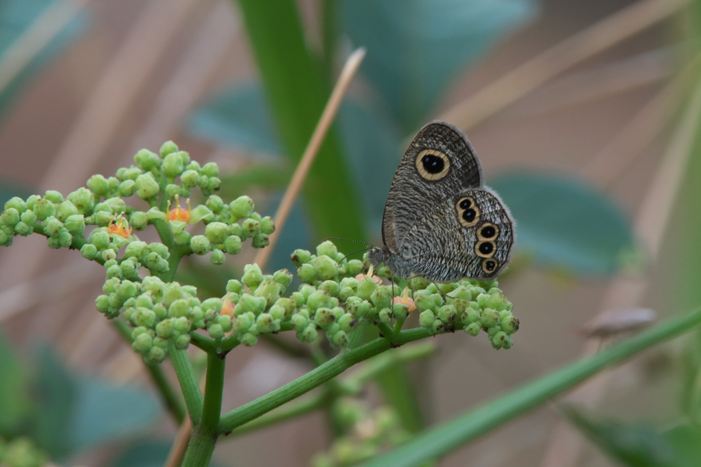 ヒメウラナミジャノメ